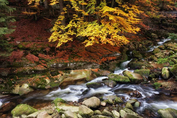 Stream i bergskog — Stockfoto