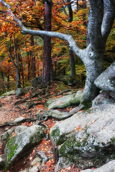 Осенний горный лес — стоковое фото
