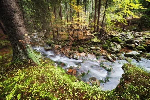 Forest stream — Stockfoto