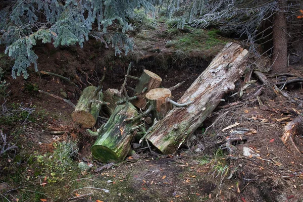 Buraco de chão de floresta com árvore cortada em toras — Fotografia de Stock