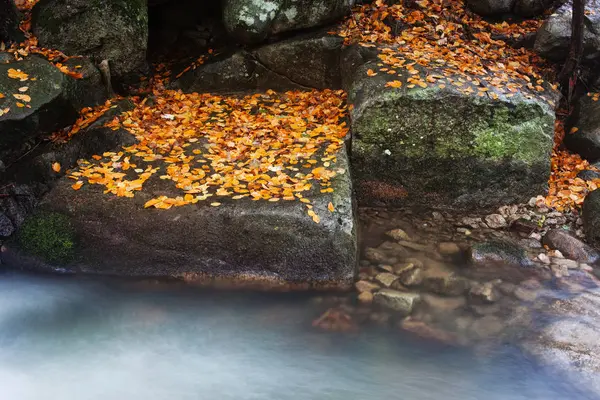 Autumn Leaves op rotsen bij Creek — Stockfoto