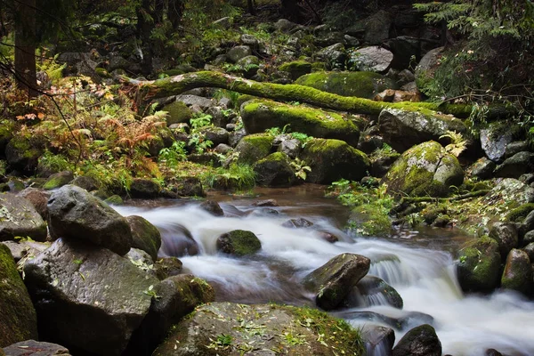 Stream in aard wildernis — Stockfoto