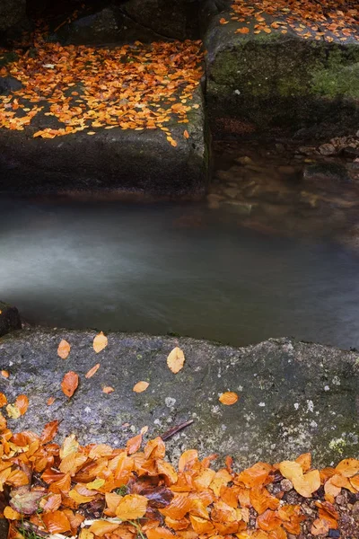 Creek met gevallen Herfstbladeren op keien — Stockfoto