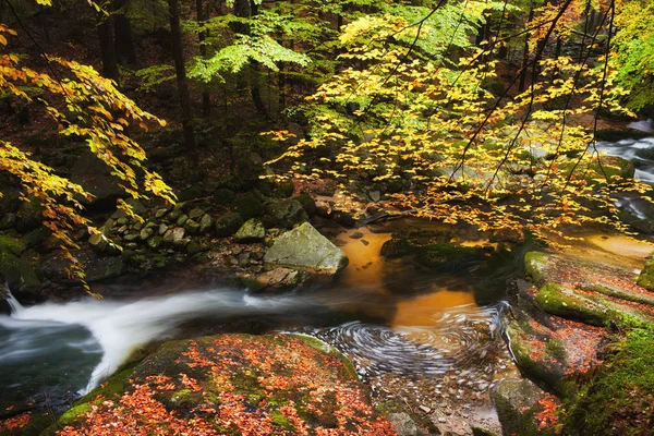 秋の森のクリーク — ストック写真