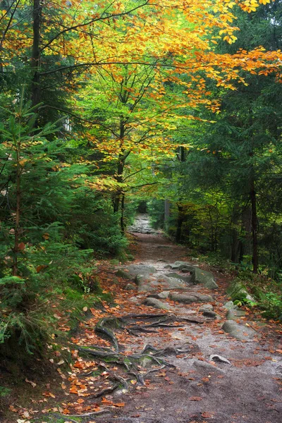 Пішохідний шлях в осінньому лісі — стокове фото