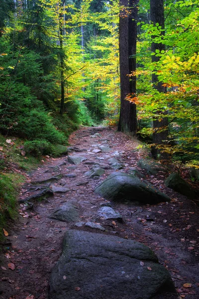 Wandelpad in betoverende Aurumn bos — Stockfoto