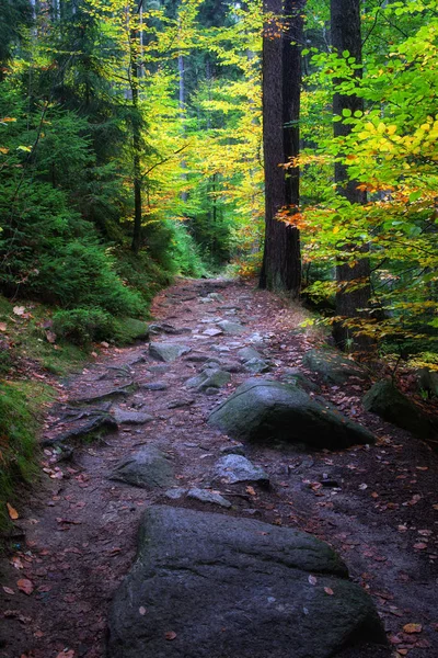 魅惑の秋の森のパス ロイヤリティフリーのストック画像