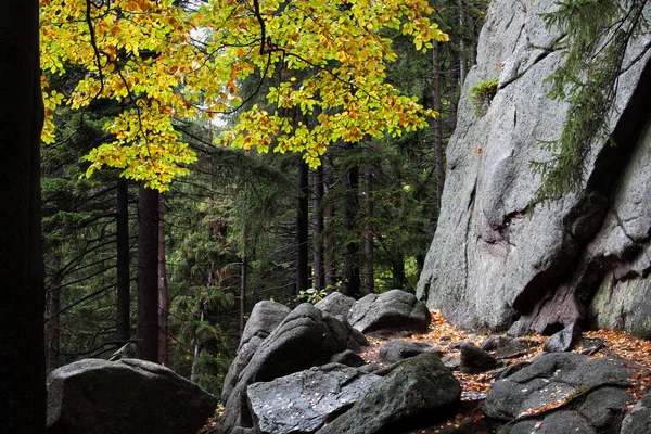 Hösten bergskog vildmark — Stockfoto