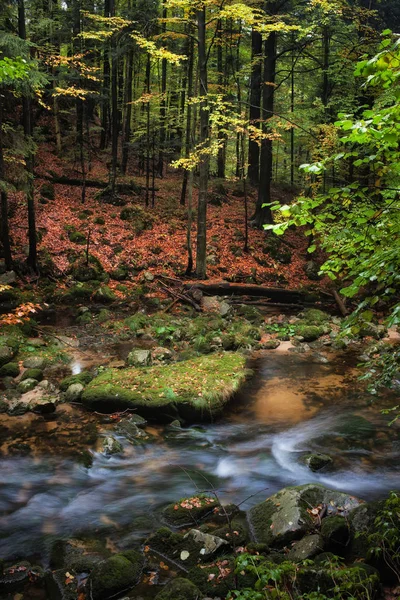 Pequeño arroyo en bosque de montaña de otoño — Foto de Stock