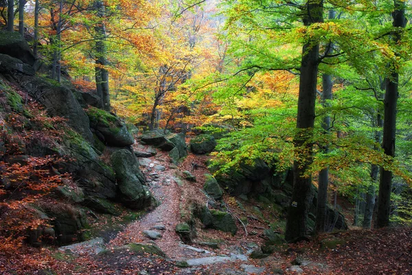 Podzim v lese Krkonoše hory v Polsku — Stock fotografie