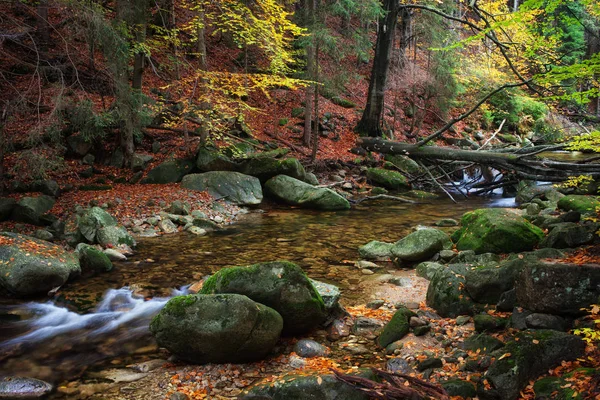 Creek το φθινόπωρο δάσος — Φωτογραφία Αρχείου