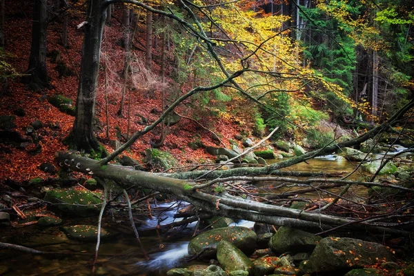 Potok s padlý strom v lese podzim — Stock fotografie