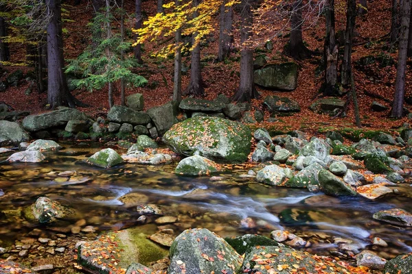 Arroyo forestal en las montañas de otoño — Foto de Stock