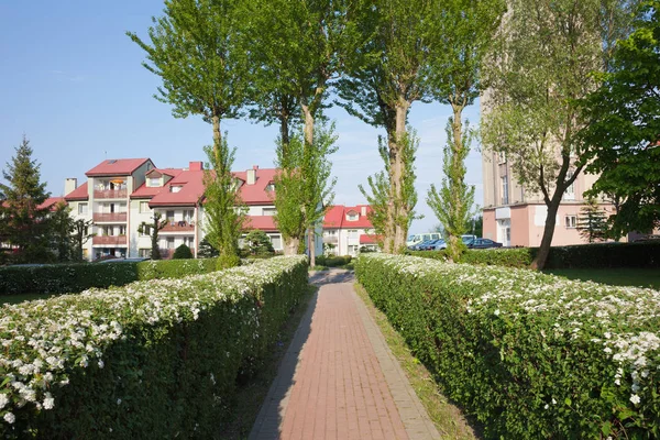 Gränd med blommande häck i Wladyslawowo — Stockfoto