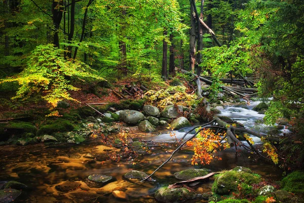 Flusso di foresta con albero caduto — Foto Stock