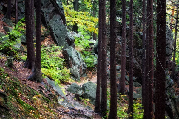 Foresta montana — Foto Stock