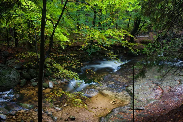 森の小川 — ストック写真