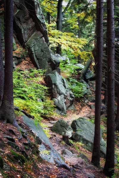 Sentiero stretto nella foresta montana — Foto Stock
