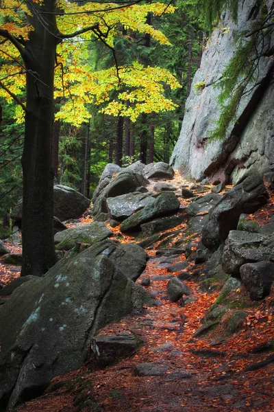 Berg bospad in de herfst — Stockfoto