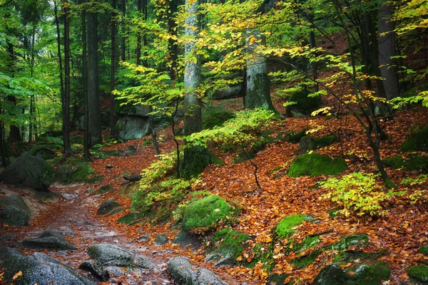 Floresta de outono nas montanhas — Fotografia de Stock