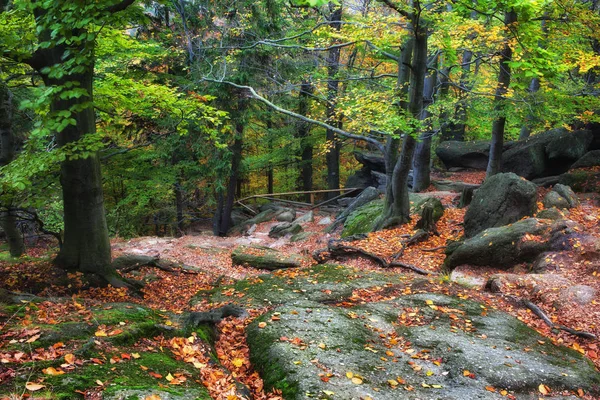 Bosque de otoño en las montañas — Foto de Stock