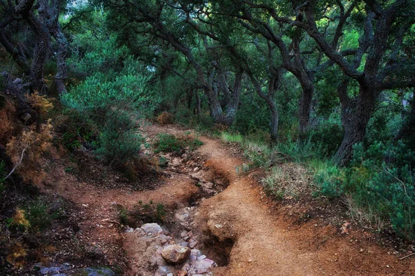 Путь в жуткий лес — стоковое фото