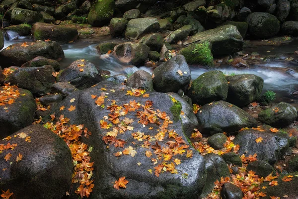 Stream rotsen met Herfstbladeren — Stockfoto