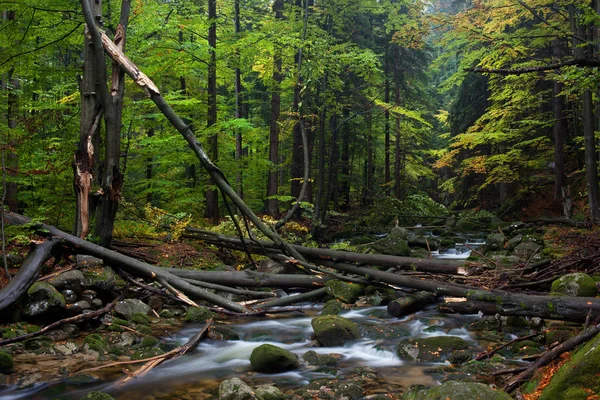 Corriente forestal con árboles caídos — Foto de Stock