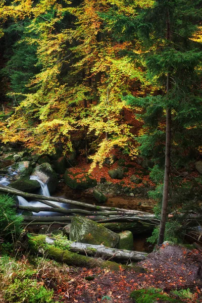 Höstens forest creek — Stockfoto