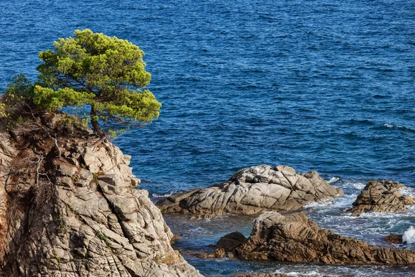 Einsamer Baum auf einer Klippe am Mittelmeer — Stockfoto