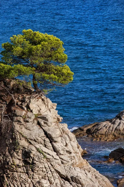 Einsamer Baum auf Costa Brava Klippe in Spanien — Stockfoto