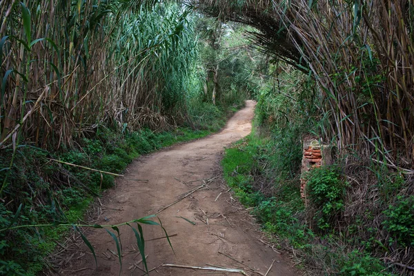 Strada rurale attraverso la canna — Foto Stock