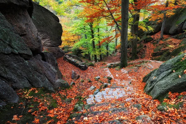 Mountain Trail i höst skog — Stockfoto