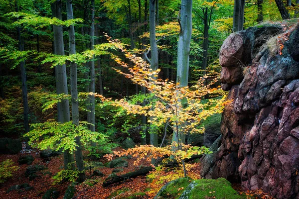 Spokojnej lasu na początku jesieni — Zdjęcie stockowe