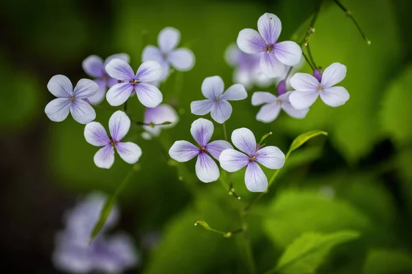 Lunaria Rediviva Perennial Honesty Family Brassicaceae Blooming Flowers Macro Shot — Stock Photo, Image