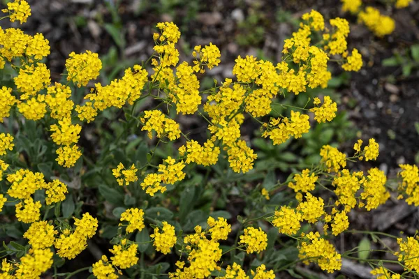 Aurinia Saxatilis Cesta Ouro Alyssum Dourado Flores Amarelas Florescendo Planta — Fotografia de Stock