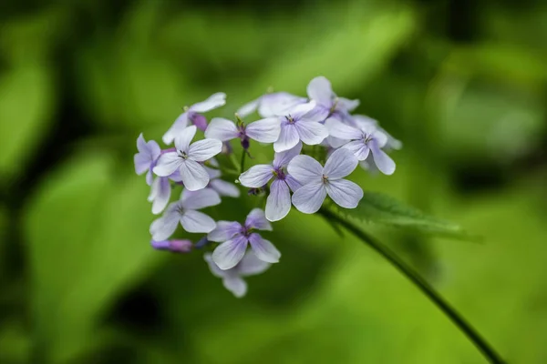 Lunaria Rediviva Honestidade Perene Família Brassicaceae Flores Florescendo Macro Shot — Fotografia de Stock