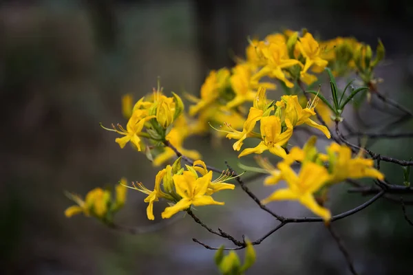 Rhododendron Luteum Sweet Yellow Azma Honeysuckle Azma Flowing Flowers Family — стоковое фото