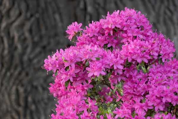 Rhododendron Nova Zembla Ανθισμένα Ροζ Λουλούδια Φόντο Δέντρων Οικογένεια Ericaceae — Φωτογραφία Αρχείου