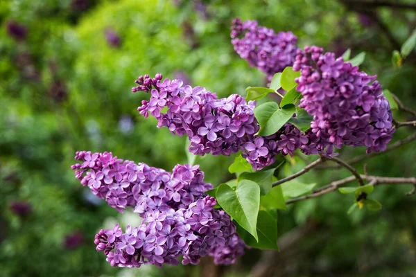Syringa Vulgaris Common Lilac Blooming Flowers Spring Family Olive Oleaceae — Stock Photo, Image