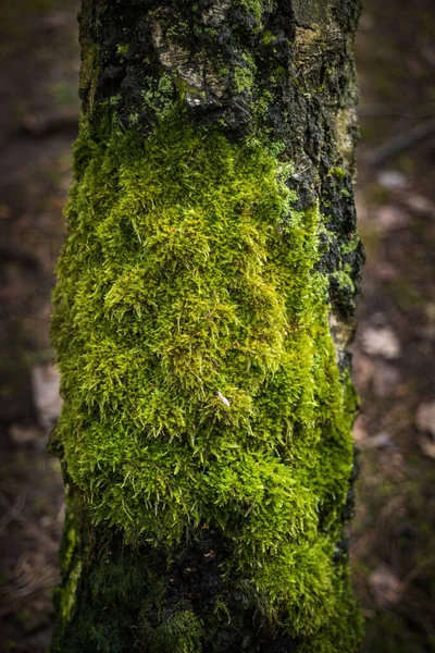 白樺の木の樹皮に緑の苔の植物 — ストック写真