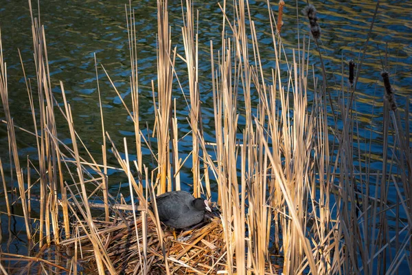 Eurasian Coot Fulica Atra Water Bird Nest Lake Reeds Poland — Stock Photo, Image