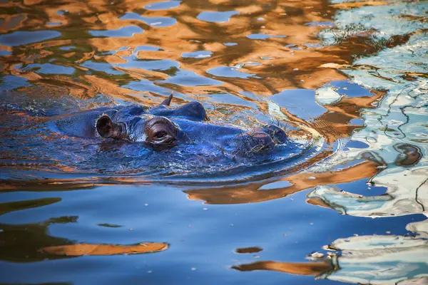 普通河马 河马两栖动物在湖中游泳时只能看到头 — 图库照片