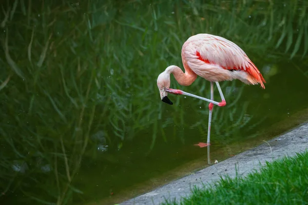 Chilensk Flamingo Phoenicopterus Chilensis Vannfugl Som Står Ett Bein Skraper – stockfoto