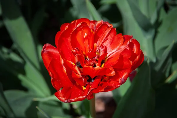 Tulpan Tulipa Röd Blommande Blomma Familj Liliaceae — Stockfoto