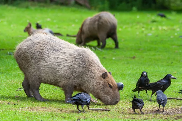 Capybara Hydrochoerus Hydrochaeris Broutant Dans Une Prairie Corbeaux Grand Rongeur — Photo