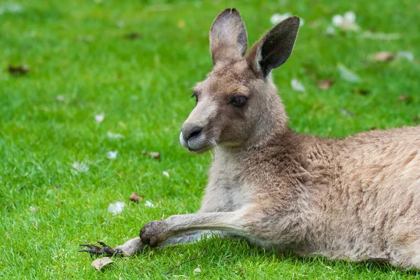 Eastern Grey Kangaroo Macropus Giganteus Large Marsupial Mammal Green Meadow — Stock Photo, Image
