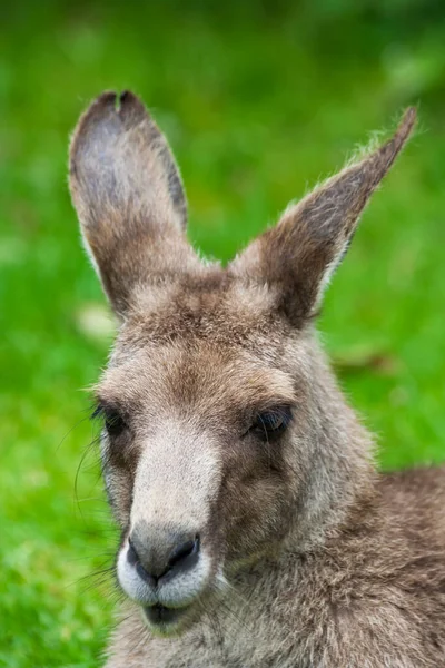 东部灰袋鼠 Macropus Πteus 的有袋哺乳动物的肖像 大袋鼠 澳大利亚 — 图库照片