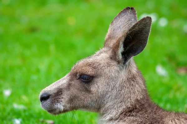 Doğu Gri Kanguru Macropus Giganteus Keseli Memelinin Yeşil Çayırdaki Portresi — Stok fotoğraf