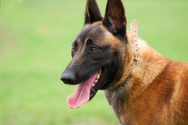 Belçikalı Malinois genç köpek yavrusu